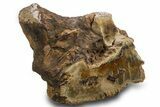 Triassic-Age Petrified Wood Log - Madagascar #378884-3